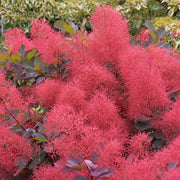 Cotinus 'Ruby Glow'