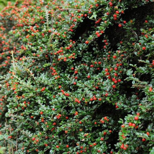 Cotoneaster Hedge