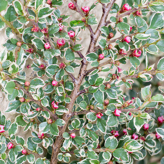 Cotoneaster Variegatus Hedge