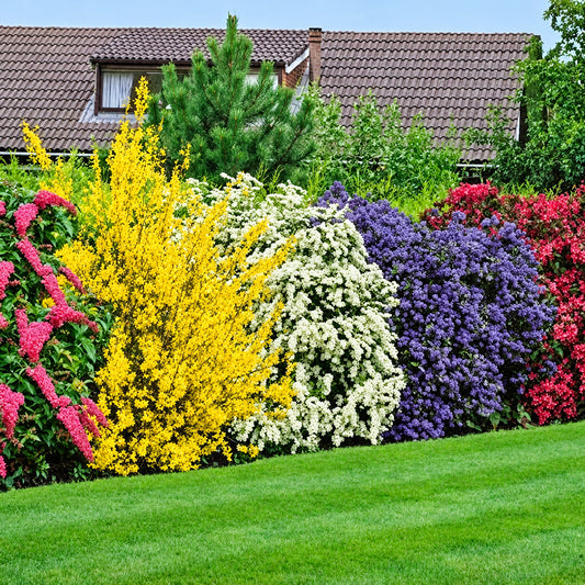 Flowering Hedge Mix