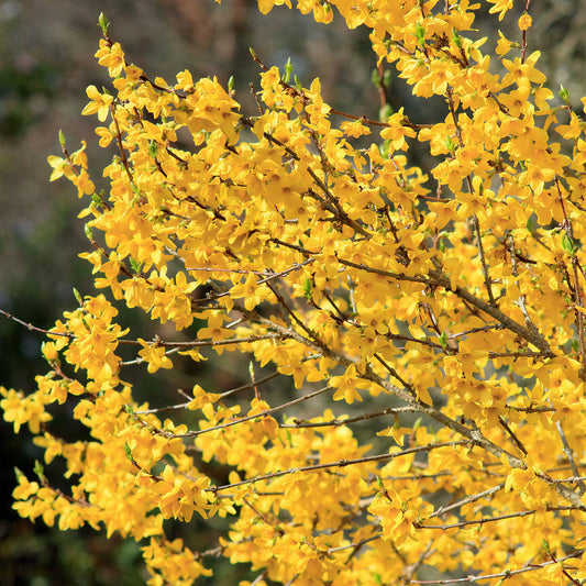 Forsythia 'Lynwood'