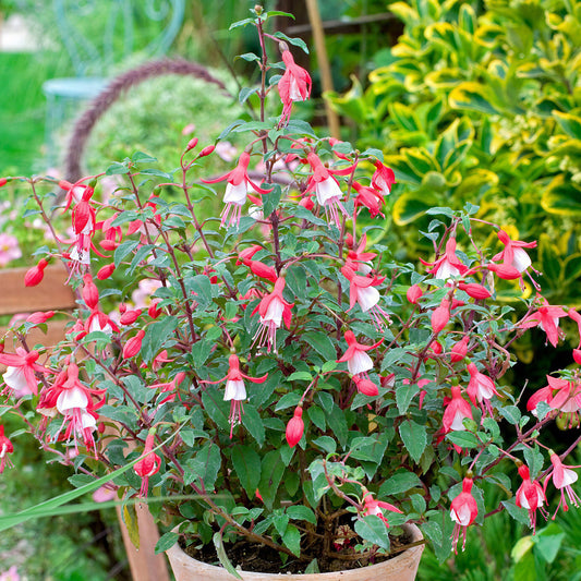 Fuchsia 'Alice Hoffman'