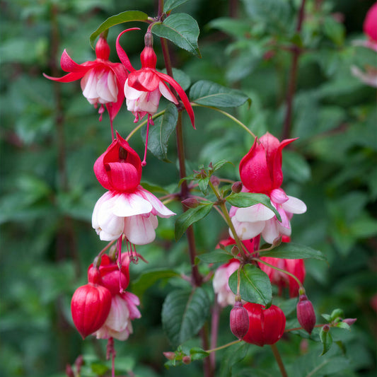 Fuchsia 'Prosperity'