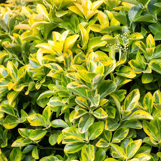 Golden Privet Hedge