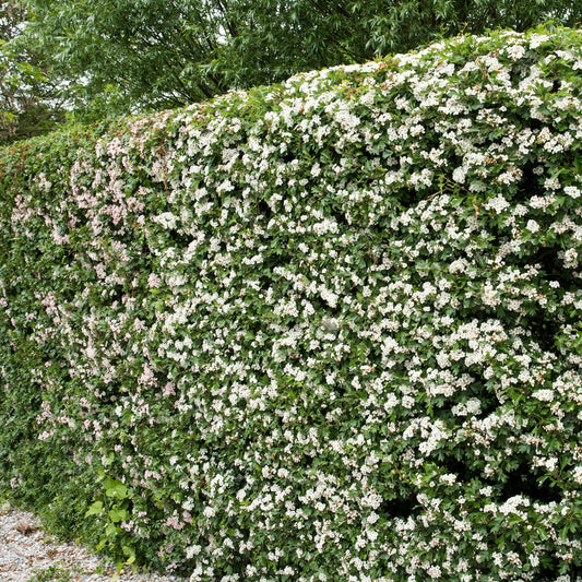 Hawthorn Bare Root Hedge