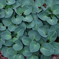 Hosta 'Blue Mouse Ears'