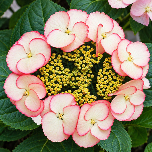Hydrangea 'Sandra'