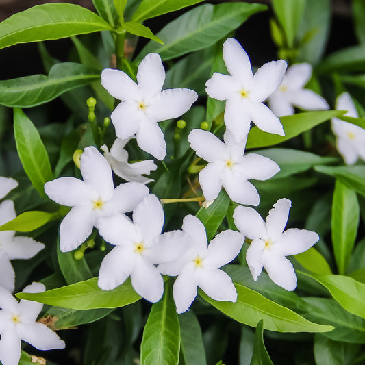 Jasminum officinale