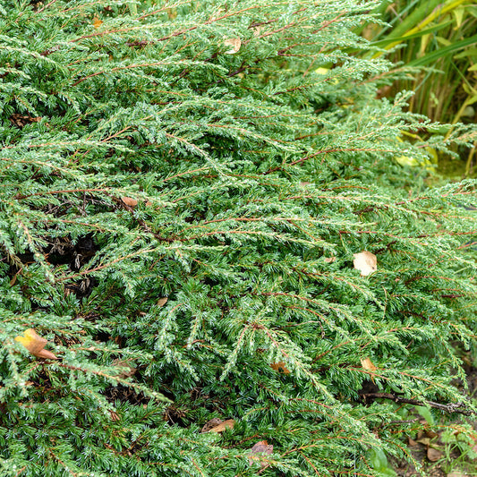 Juniperus 'Repanda'