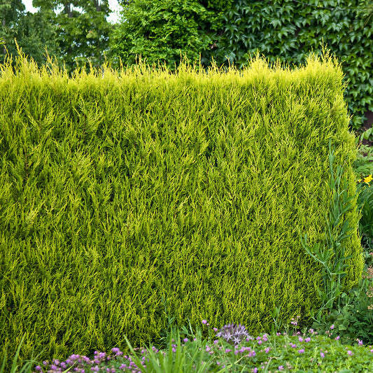 Gold Leylandii Hedge