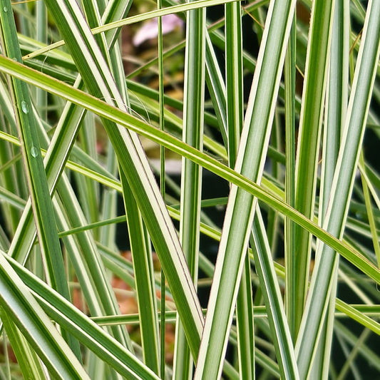 Miscanthus 'Morning Light'