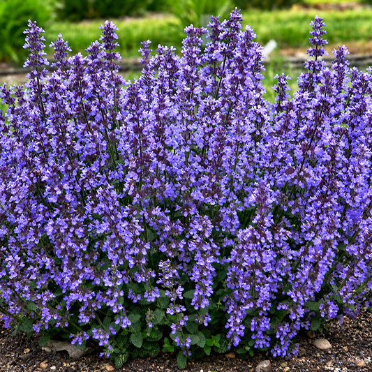 Nepeta 'Cat's Pajamas'