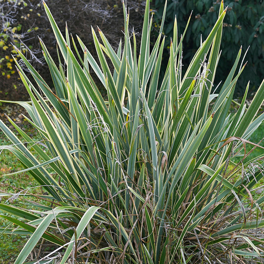 Phormium 'Brown Sugar'