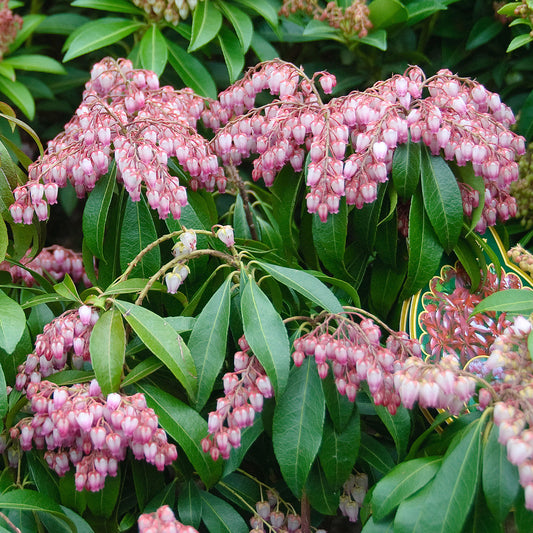 Pieris 'Valley Valentine'
