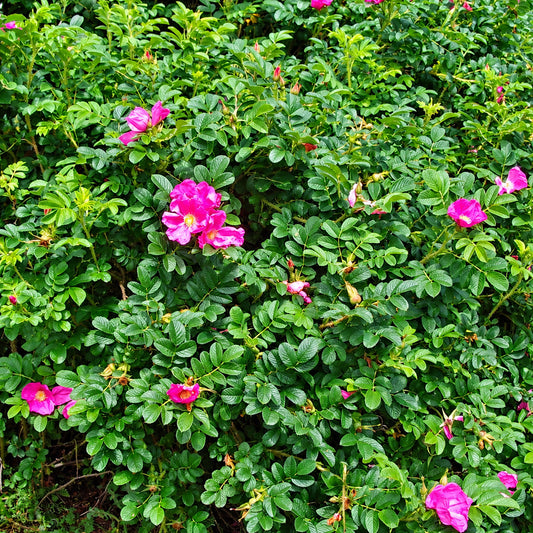 Pink Ramanus Rose Bare Root Hedge