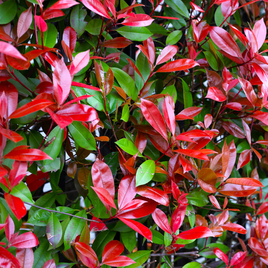 Red Robin Hedge