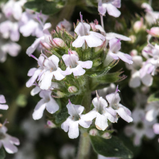 Thyme Orange
