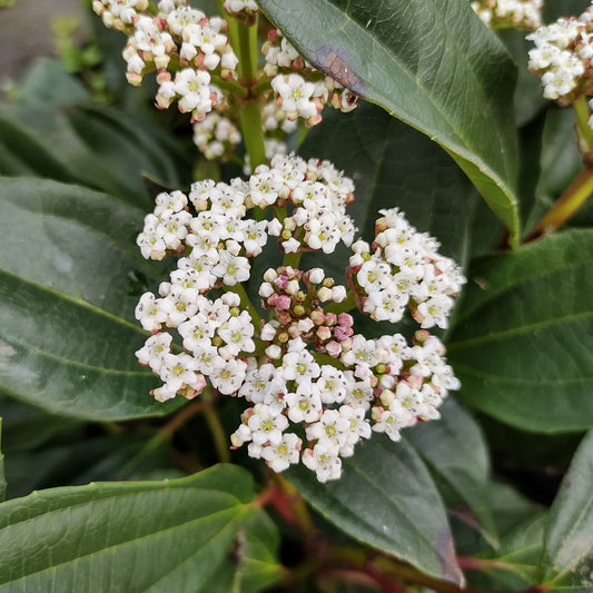 Viburnum davidii