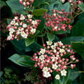 Viburnum 'Eve Price'