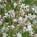 Oenothera 'Whirling Butterflies'