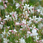 Oenothera 'Whirling Butterflies'