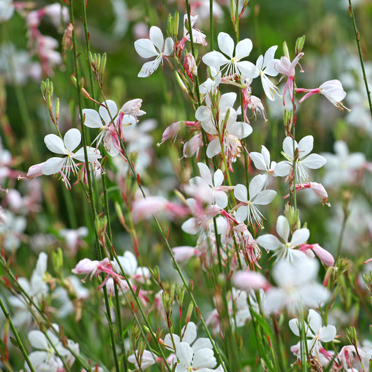 Oenothera lindheimeri 'Whirling Butterflies'