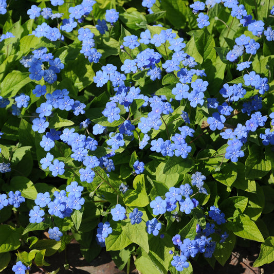 Omphalodes verna