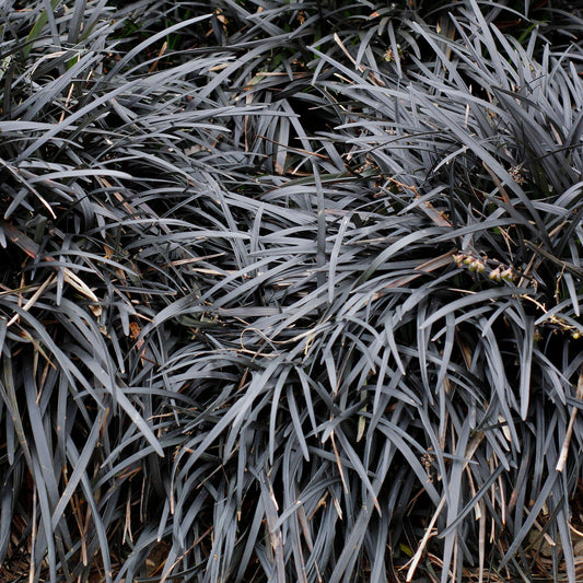 Ophiopogon 'Nigrescens'
