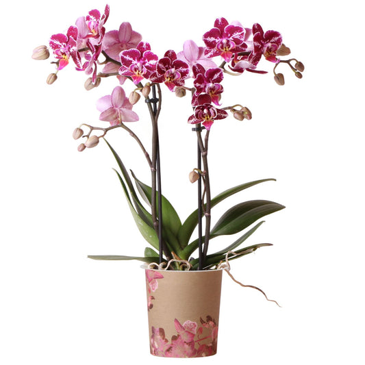Orchid Phalaenopsis 'Kolibri Multi Thailand'