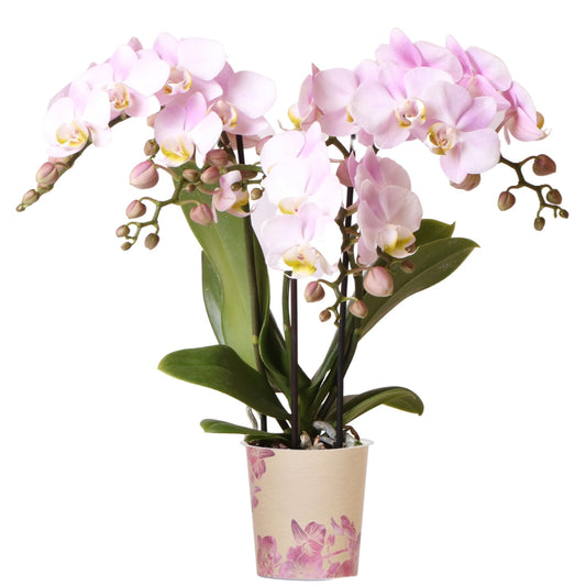 Orchid Phalaenopsis 'Kolibri Portugal'