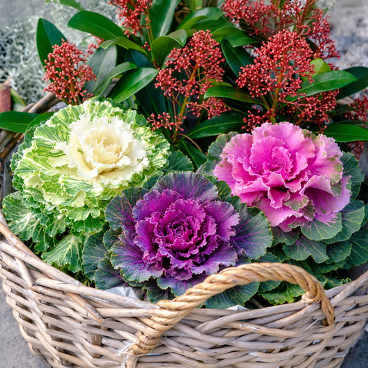 Ornamental Cabbage Mix