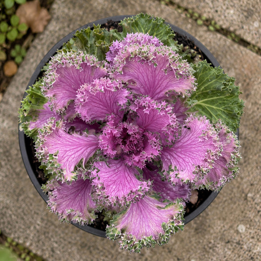 Pink & Rose Ornamental Cabbage