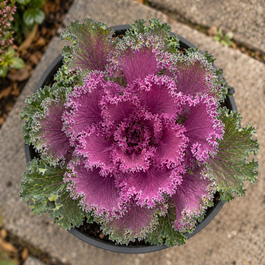 Red & Purple Ornamental Cabbage