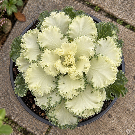 White Ornamental Cabbage