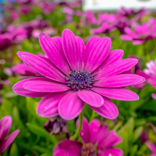 Osteospermum Fuchsia Bedding Plants