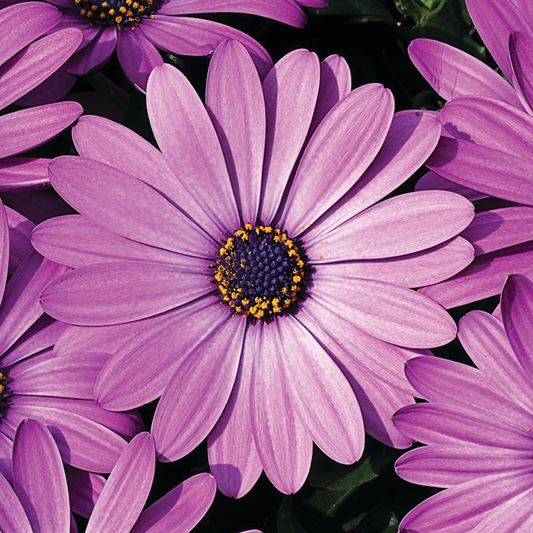 Osteospermum 'Lavender Shades' Carry Pack