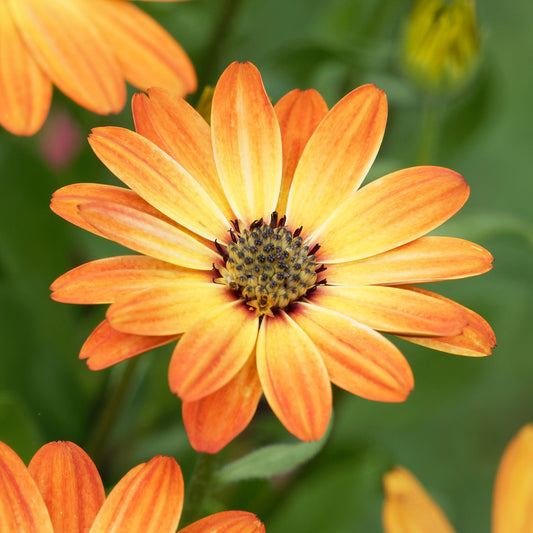 Osteospermum Orange Bedding Plants