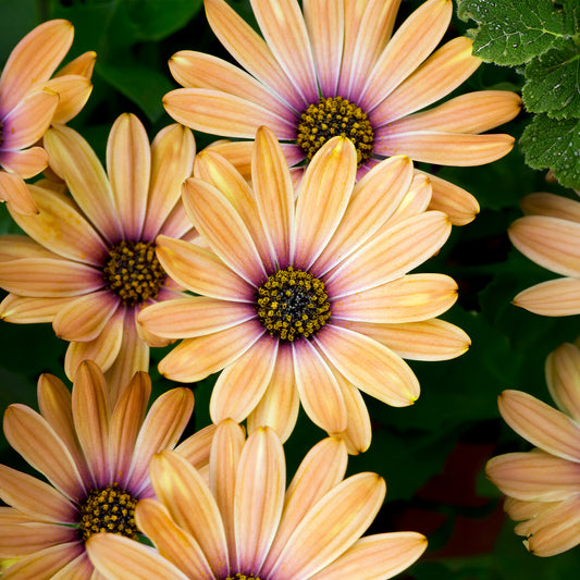 Osteospermum Orange Sunrise Bedding Plants