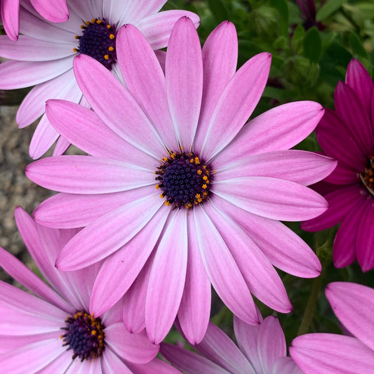 Osteospermum Pink Bedding Plants