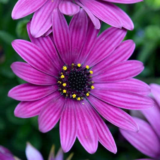 Osteospermum Purple Bedding Plants