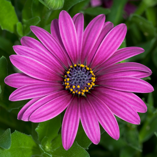 Osteospermum Purple Carry Pack