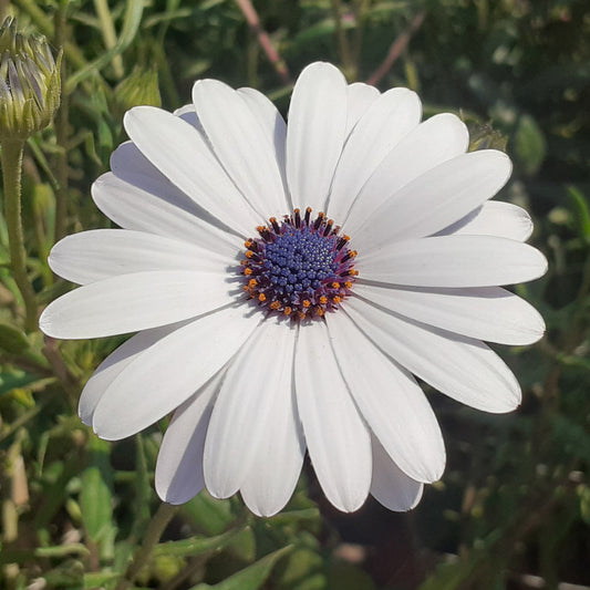 Osteospermum White Bedding Plants