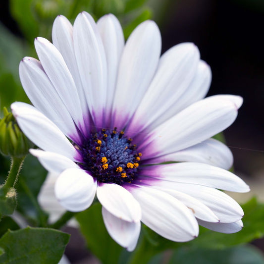 Osteospermum 'White with Purple Eye' Carry Pack