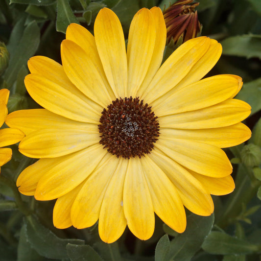 Osteospermum Yellow Bedding Plants