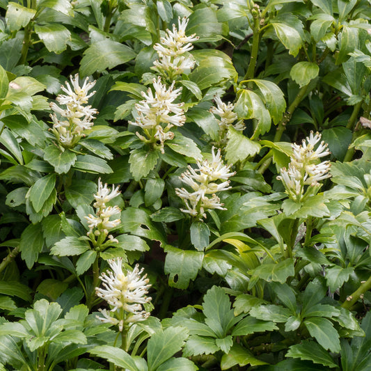 Pachysandra terminalis
