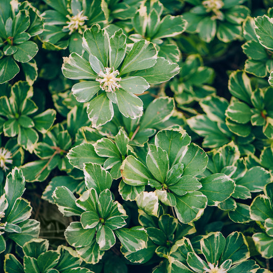 Pachysandra 'Variegata'