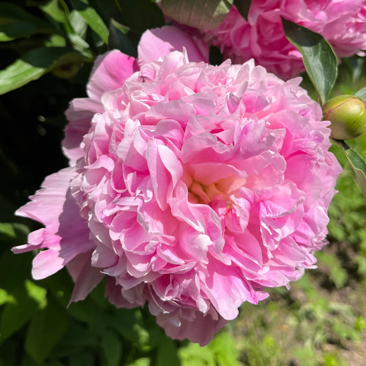 Paeonia 'Alexander Fleming'