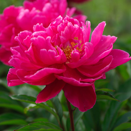 Paeonia 'Karl Rosenfield'