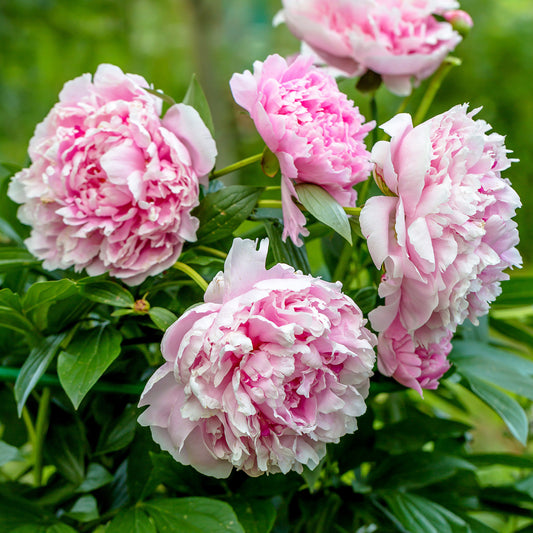Paeonia 'Sarah Bernhardt'