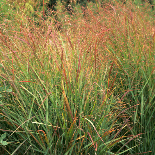 Panicum 'Rehbraun'